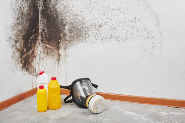 Best Residential Mold Removal  in Lochearn, MD