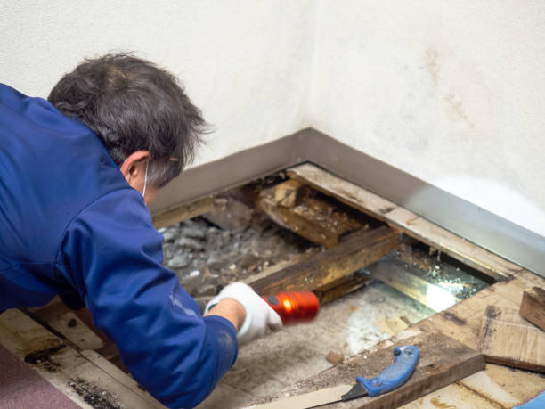 Trusted Lochearn, MD Mold Removal Experts