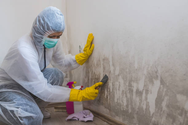 Best Professional Mold Removal  in Lochearn, MD