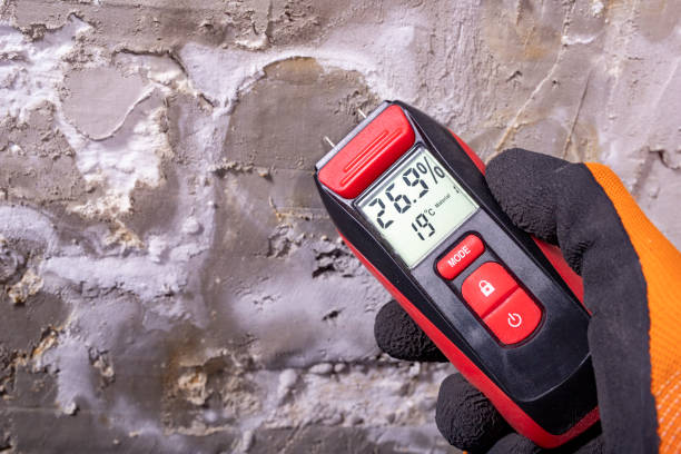 Best Mold Cleaning Services  in Lochearn, MD