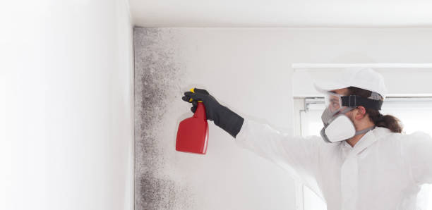 Best Mold Testing  in Lochearn, MD