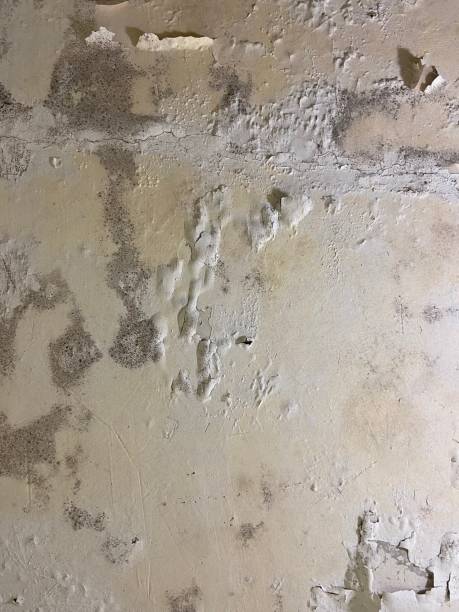Best Mold Damage Repair  in Lochearn, MD