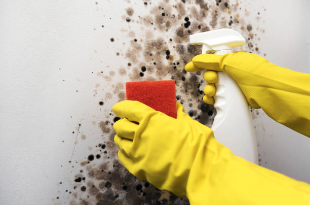 Best Toxic Mold Removal  in Lochearn, MD