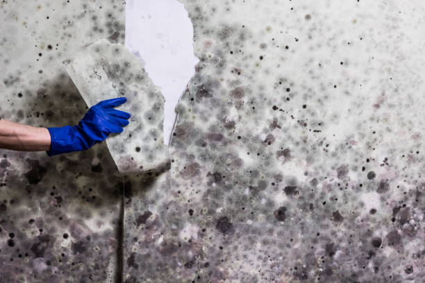 Best Commercial Mold Removal  in Lochearn, MD