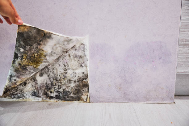 Best Attic Mold Removal  in Lochearn, MD